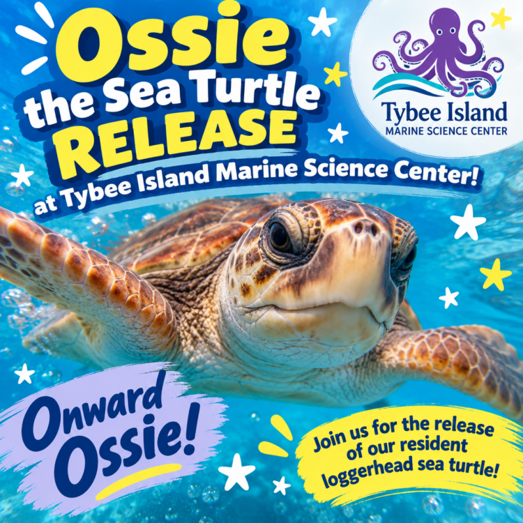 Ossie the Sea Turtle Release at Tybee Island Marine Science Center!