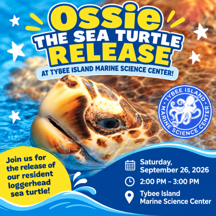 Ossie the Sea Turtle Release at Tybee Island Marine Science Center!